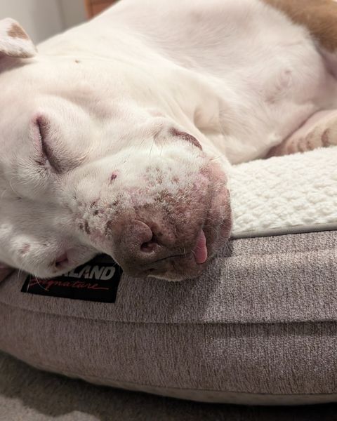 Cecilia fast asleep on her side on a round cream dog bed, eyes shut, the tip of her tongue poking out.