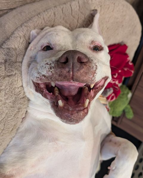 Cecilia flopped upside down in a fleece bed, head tipped back, grinning wide with her tongue out and her few remaining teeth showing.