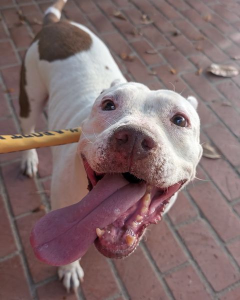 Cecilia standing on a brick patio in a yellow adopt-me leash sleeve, looking straight up at the camera with her long tongue hanging out.