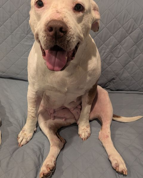 Cecilia sitting up on a grey couch cover with her front legs stretched out ahead of her, mouth open and tongue out.