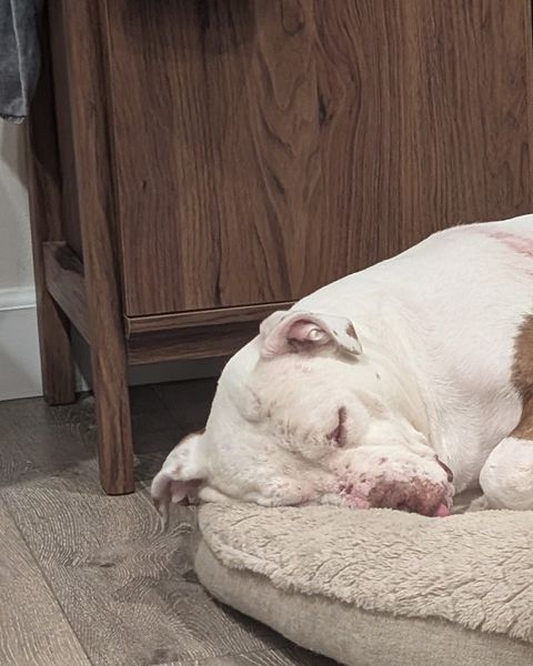 Cecilia asleep in a tan bed with her head resting on the rim and the tip of her tongue showing, a wooden cabinet behind her.