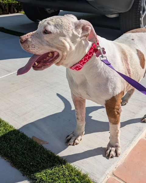 Cecilia standing in profile on a sunny sidewalk in a pink heart-print collar and purple leash, tongue hanging out of the side of her mouth.