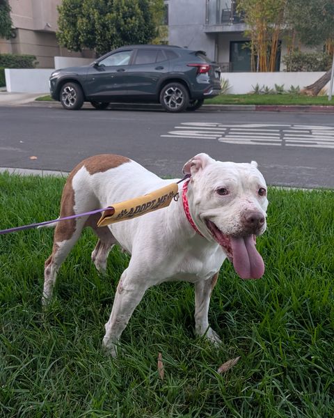 Cecilia standing on a strip of grass beside a Los Angeles street in a yellow adopt-me leash sleeve, tongue lolling as she looks back at the camera.
