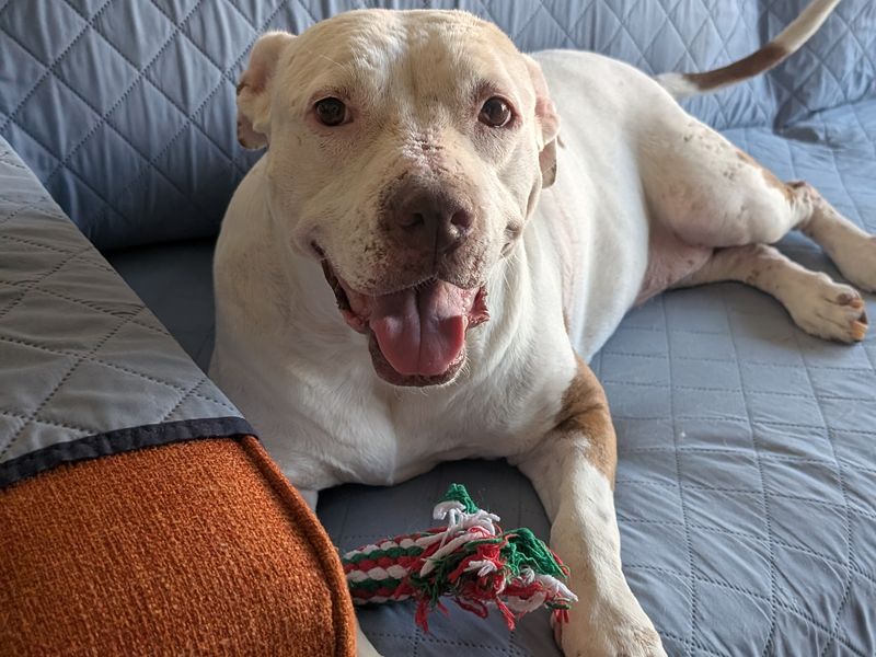 Cecilia lying on a grey couch cover, grinning at the camera with her tongue out and a red and green rope toy by her front paw.