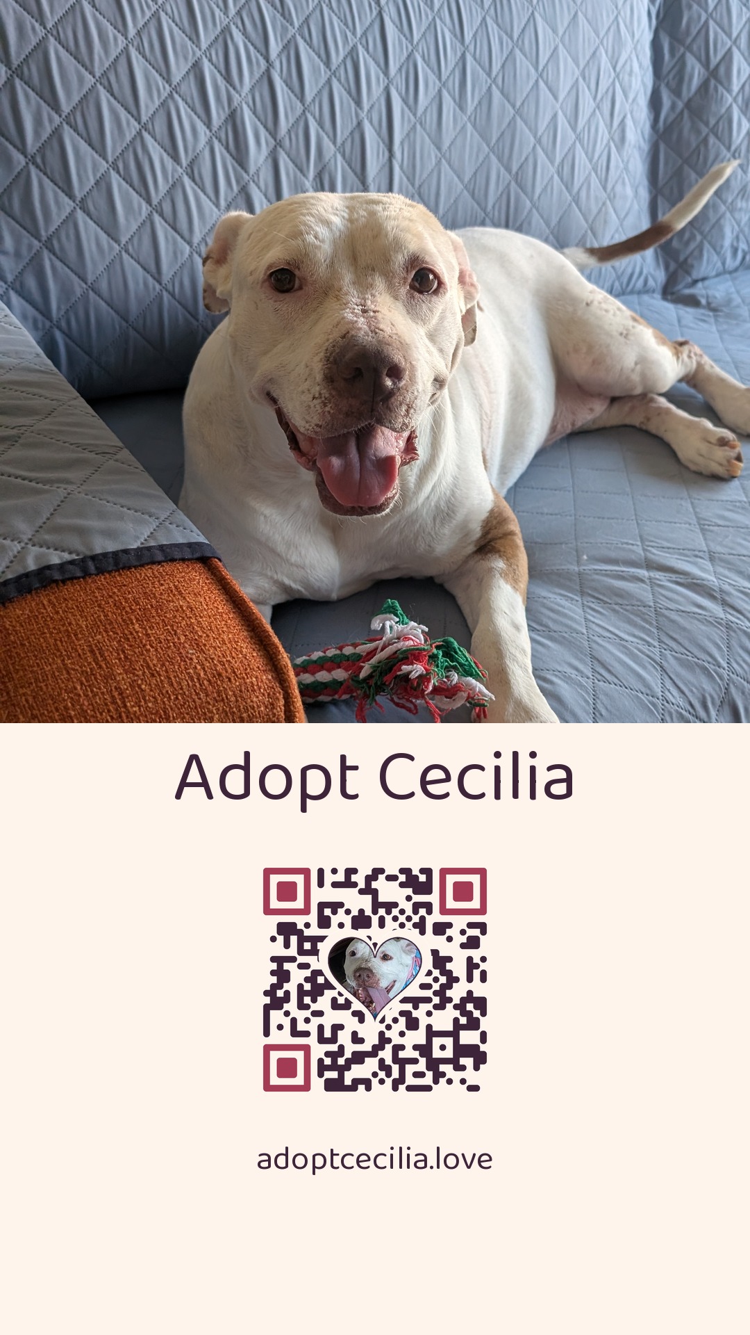 A tall card for an Instagram story: Cecilia grinning on a grey couch above a peach panel reading 'Adopt Cecilia', a QR code with her photo in a heart at its center, and the address adoptcecilia.love.